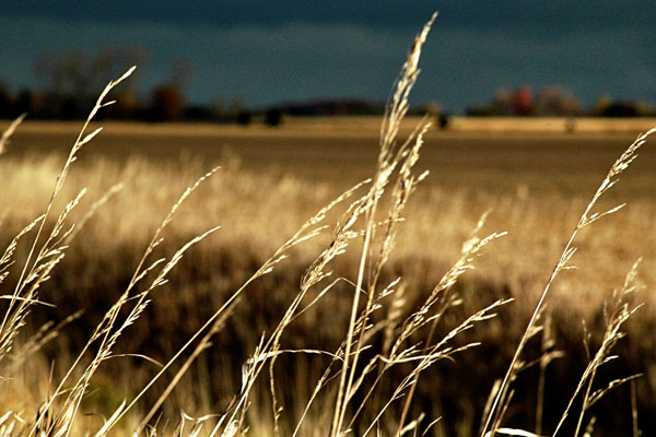 wheat fields october